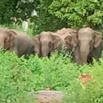 17 हाथियों का दल मचा रहा है उत्पात