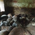 एक साथ 50 गायों की मौत , जांच में जुटा प्रशाशन