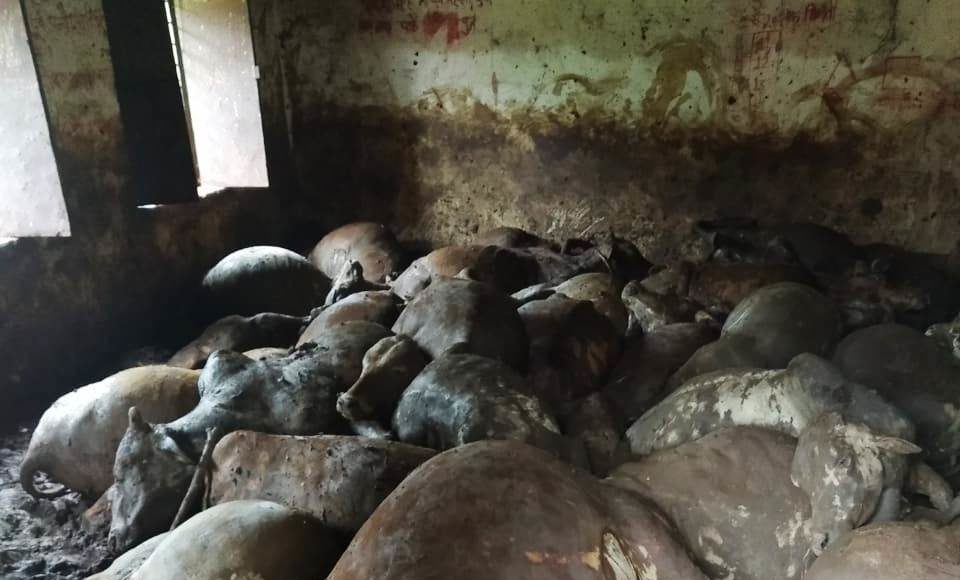 एक साथ 50 गायों की मौत , जांच में जुटा प्रशाशन