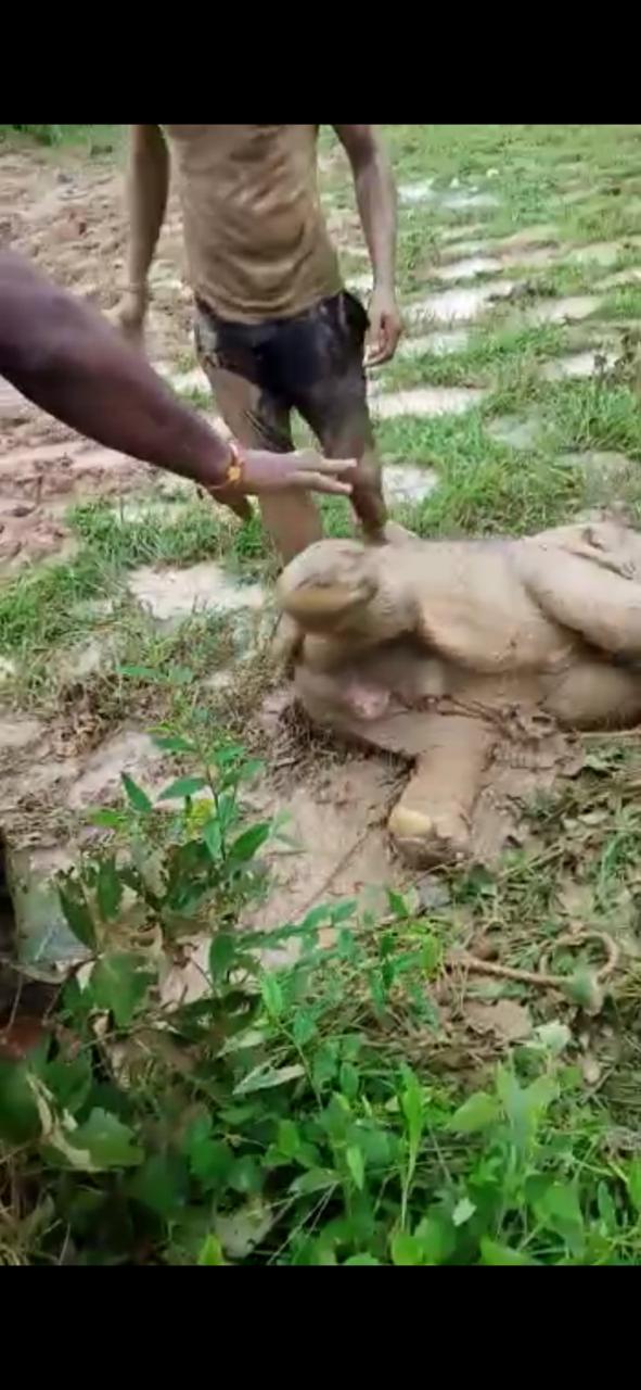 EXCLUSIVE VIDEO : गड्ढे में फंस गया था हाथी का बच्चा... रेस्क्यू कर बची जान...