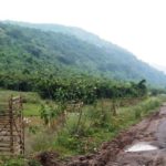 राम वन गमन पथ रोपण : वनवृत्त के 111 किलोमीटर में 31 हजार पौधों का रोपण पूर्ण