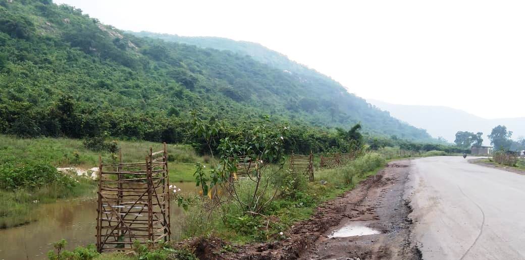 राम वन गमन पथ रोपण : वनवृत्त के 111 किलोमीटर में 31 हजार पौधों का रोपण पूर्ण