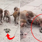 Viral Video : बंदरों के झुंड में फंसा केकड़ा, पास आकर की ऐसी मस्ती
