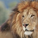 जानवरों में फैला कोरोना : चिड़ियाघर में 8 शेर हुए संक्रमित, सभी को किया गया आइसोलेट