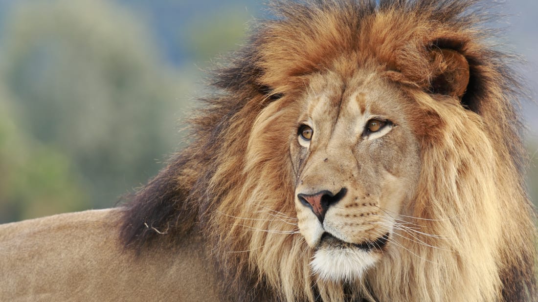 जानवरों में फैला कोरोना : चिड़ियाघर में 8 शेर हुए संक्रमित, सभी को किया गया आइसोलेट