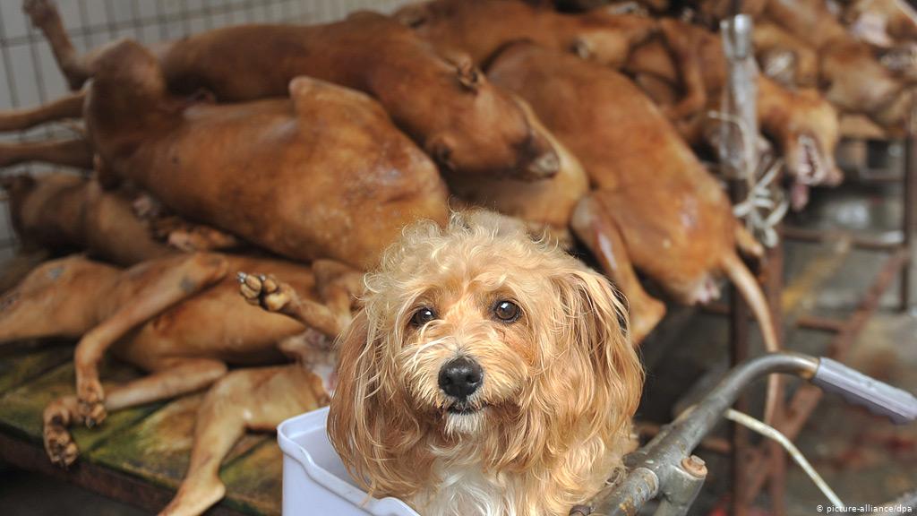 Dog Meat Festival : यहाँ मार कर खाए जायेंगे 5000 से ज्यादा कुत्ते 