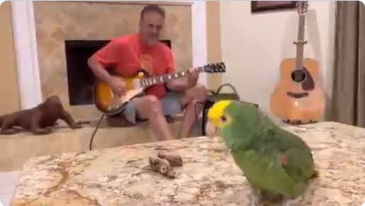 VIDEO NEWS : सिंगर तोता, जो गिटार की धुन पर गाता है पूरा गाना, वह भी सुरीले अंदाज में