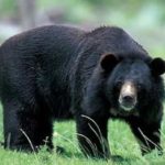 जंगली भालू ने 6 लोगों पर किया हमला, एक ही परिवार के तीन लोगों की मौत, इलाके में दहशत 