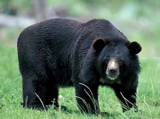 जंगली भालू ने 6 लोगों पर किया हमला, एक ही परिवार के तीन लोगों की मौत, इलाके में दहशत 