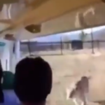 जंगल सफारी का आनंद ले रहे थे पर्यटक तभी शेर ने कर दिया अटैक, फिर क्या हुआ देखे वायरल VIDEO