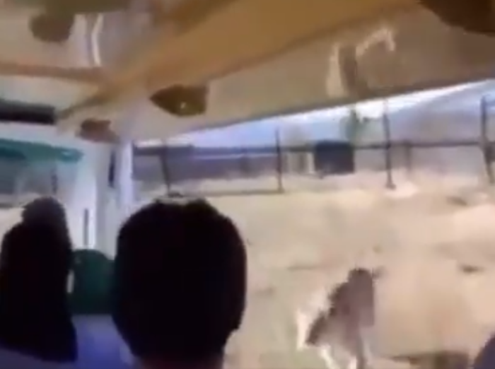 जंगल सफारी का आनंद ले रहे थे पर्यटक तभी शेर ने कर दिया अटैक, फिर क्या हुआ देखे वायरल VIDEO