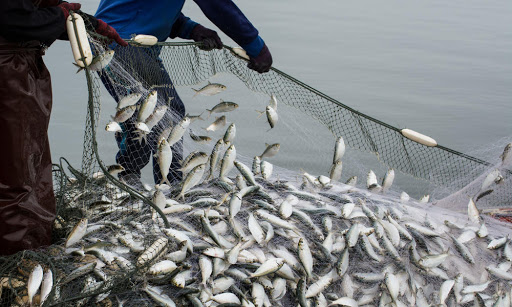 CG BIG NEWS : जलाशयों और तालाबों में मछली पकड़ने पर राज्य सरकार ने लगाई रोक, उलंघन करने पर 1 साल की सजा 