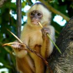 BIG NEWS : बंदर से फैलने वाले वायरस का बढ़ा खौफ, चपेट में आकर एक शख्स की मौत, कोरोना से है ज़्यादा खतरनाक