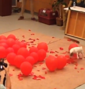 VIRAL VIDEO : कुत्ते ने इतनी जल्दी फोड़े 100 गुब्बारे, कि बन गया वर्ल्ड रिकॉर्ड