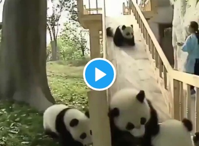 खूबसूरत पांडा का मस्तीभरा वीडियो