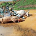 CG BREAKING NEWS : खेत में काम के दौरान बड़ा हादसा, करंट की चपेट में आने से दो बैल समेत किसान की मौत  