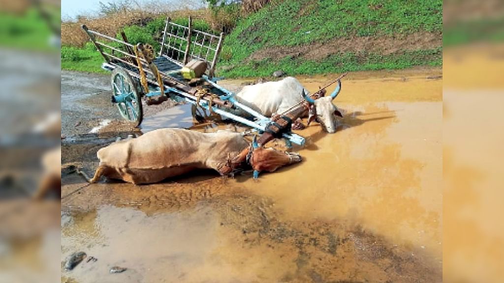 CG BREAKING NEWS : खेत में काम के दौरान बड़ा हादसा, करंट की चपेट में आने से दो बैल समेत किसान की मौत  