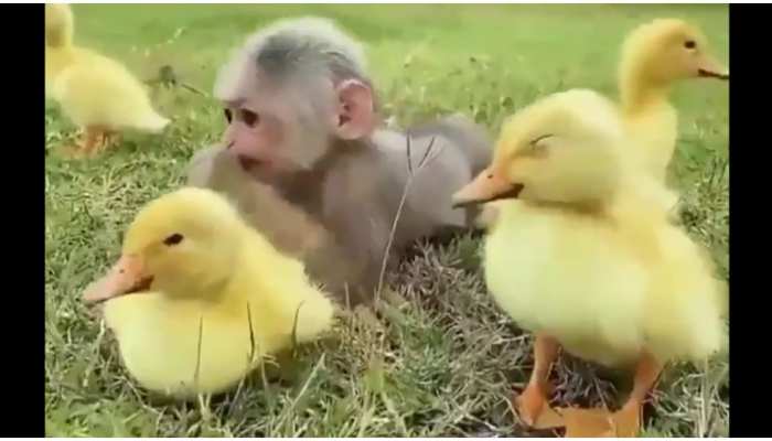 Friendship Day: बंदर और बतख में दिखा गजब याराना, दिन बना देगा यह प्यारा वीडियो