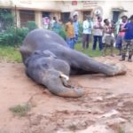 CG NEWS : प्रदेश में यहाँ दंतैल हाथी की मौत, जताई जा रही यह आशंका  