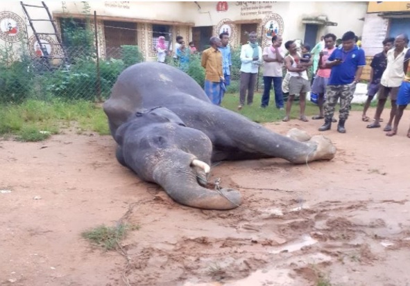 CG NEWS : प्रदेश में यहाँ दंतैल हाथी की मौत, जताई जा रही यह आशंका  