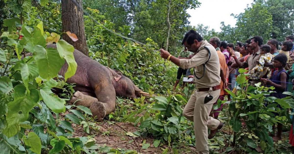 CG NEWS : प्रदेश में फिर मिला हाथी का शव, करंट की चपेट में आने से मौत की आशंका 