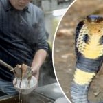 मौत का बदला मौत : कोबरा को काटकर बनाने जा रहा था सूप, 20 मिनट बाद सांप ने लिया मौत का बदला 