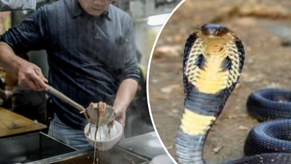 मौत का बदला मौत : कोबरा को काटकर बनाने जा रहा था सूप, 20 मिनट बाद सांप ने लिया मौत का बदला 