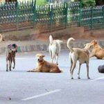 इंसान बना हैवान : जहरीली इंजेक्शन देकर मारे गए 300 कुत्ते, बेरहमी से एक साथ गड्ढे में दफनाया