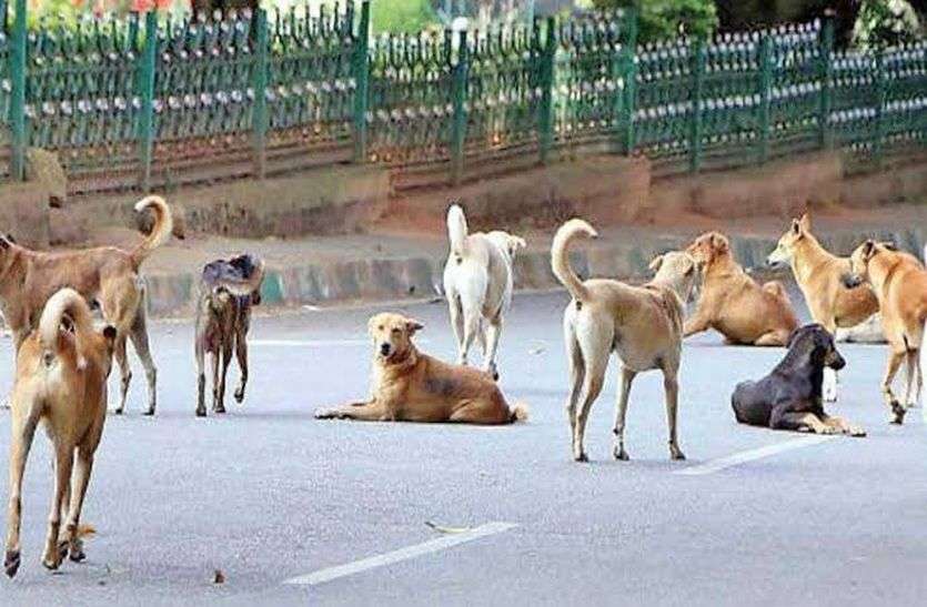 इंसान बना हैवान : जहरीली इंजेक्शन देकर मारे गए 300 कुत्ते, बेरहमी से एक साथ गड्ढे में दफनाया