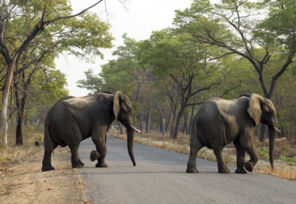 BIG NEWS : छत्तीसगढ़ में फिर हाथियों ने मचाया उत्पात, दो ग्रामीणों को उतारा मौत के घाट, इलाके में दहशत का माहौल 
