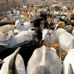 गाय को घोषित किया जाए राष्ट्रीय पशु, किसी को नहीं इसे मारने का अधिकार: हाई कोर्ट