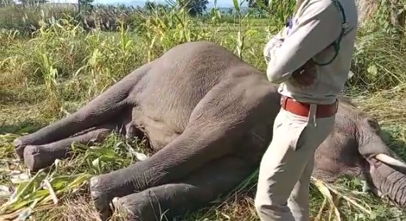 BIG NEWS : प्रदेश में एक और हाथी की मौत, मक्के के खेत में मिला शव