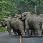 CG NEWS : प्रदेश में बढ़ा हाथियों का आतंक, कुचलकर ले ली ग्रामीण की जान, कई लोगों को किया बेघर 
