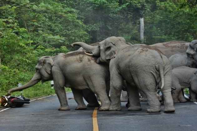 CG NEWS : प्रदेश में बढ़ा हाथियों का आतंक, कुचलकर ले ली ग्रामीण की जान, कई लोगों को किया बेघर 