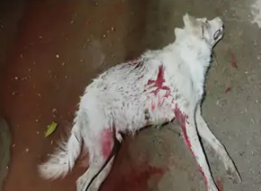 कुत्ते ने भांजे को काटा, तो चाचा को आया इतना गुस्सा, गोली मारकर कर दी हत्या 