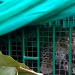 पिंजरे में कैद हुआ आदमखोर तेंदुआ, मारे दहशत में कट रही थी ग्रामीणों की जिंदगी