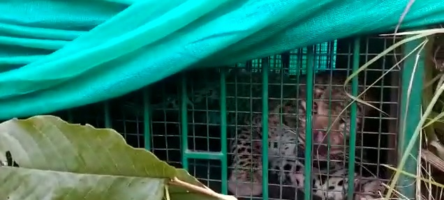 पिंजरे में कैद हुआ आदमखोर तेंदुआ, मारे दहशत में कट रही थी ग्रामीणों की जिंदगी