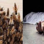 CG NEWS : वनकर्मी पर मधुमक्खियों ने किया हमला, तड़प- तड़पकर हुई मौत