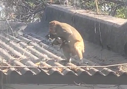  CG NEWS : पांच दिनों से कुत्ते के बच्चे को साथ लेकर घूम रहा है बंदरों का समूह, खाना खिला कर करता है रखवाली, तेजी से वायरल हो रहा यह वीडियो 