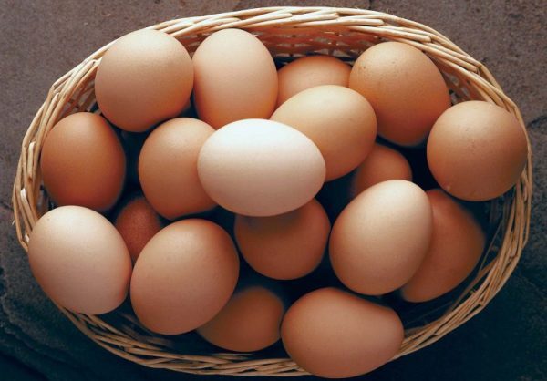INTRESTING : दुनिया में पहले अंडा आया या मुर्गी? सामने आ गया जवाब