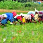 विशेष लेख : ‘न्याय : सब्बो बर-सब्बो डहर’ : अब भूमिहीन कृषि मजदूरों के लिए ‘न्याय’ योजना