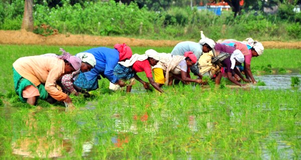 विशेष लेख : ‘न्याय : सब्बो बर-सब्बो डहर’ : अब भूमिहीन कृषि मजदूरों के लिए ‘न्याय’ योजना