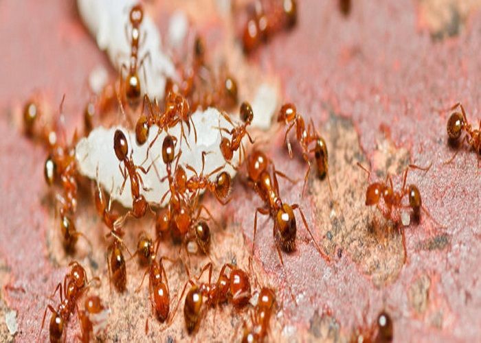 INTERESTING NEWS : क्या आप ने खाई है लाल चींटियों की चटनी !, छत्तीसगढ़ में यहाँ चाव से खाते हैं लोग, बीमारियों में भी करते है उपयोग, देखें बनाने का यह VIDEO 