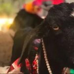 BREAKING NEWS : मंदिर में चढ़ाई जा रही थी बकरे की बलि, कट गई पकड़ने वाले युवक की गर्दन