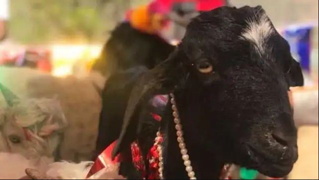 BREAKING NEWS : मंदिर में चढ़ाई जा रही थी बकरे की बलि, कट गई पकड़ने वाले युवक की गर्दन