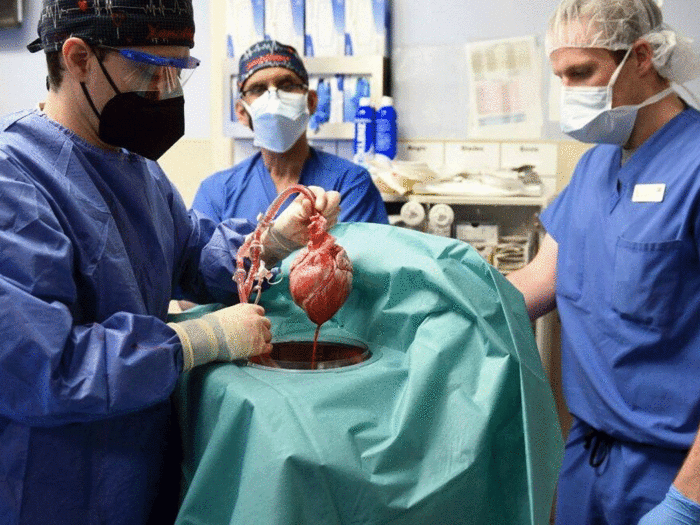 इंसान के शरीर में धड़केगा सुअर का दिल, अंग दान की कमी में मिलेगी मदद, यहाँ के डॉक्टरों ने किया हैरतअंगेज कारनामा