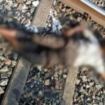 CG NEWS : रेलवे ट्रैक पर मिली 18 साल के युवक की लाश, हत्या या आत्महत्या की जांच में जुटी पुलिस 