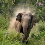 CG NEWS : हाथियों ने फिर मचाया कोहराम, घर तोड़ने के बाद महिला को उतारा मौत के घाट