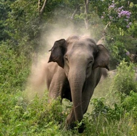 CG NEWS : प्रदेश में यहाँ हाथियों ने मचाया आतंक, गर्भवती महिला समेत दो महिलाओं की पटक-पटककर ले ली जान