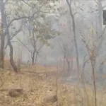 जंगल में लगी भीषण आग : वन कर्मियों के हड़ताल से भगवान भरोसे सुरक्षा